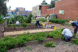 Miranda Community Garden