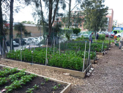 Miranda Community Garden