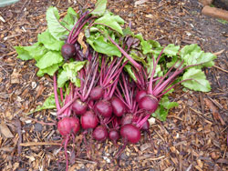 Miranda Community Garden