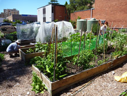 Miranda Community Garden
