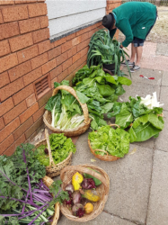 Cmmunity Garden 2017