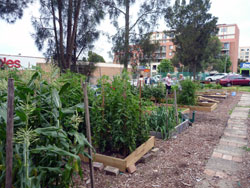 Miranda Community Garden
